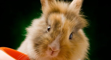 Rozdíly mezi králíkem lví hlavou a jinými plemeny